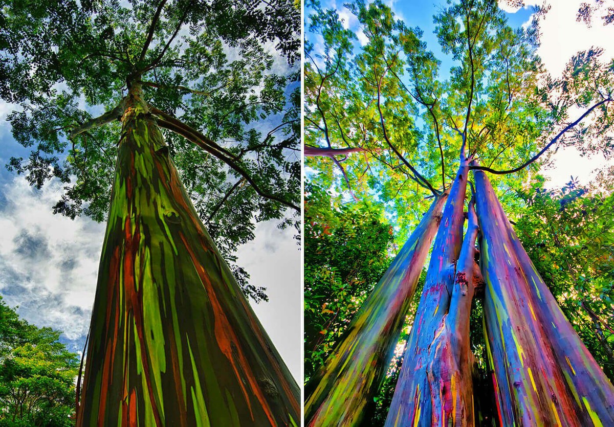 Rainbow Eucalyptus