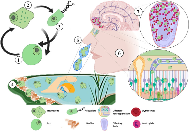 ब्रेन-ईटिंग अमीबा